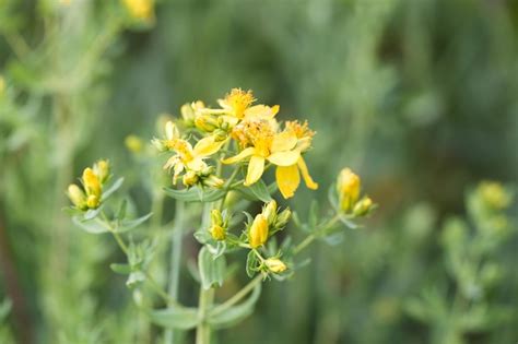 Plantas Medicinales Flores De Hierba De San Juan Hypericum Perforatum