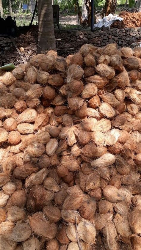 A Grade Pollachi Semi Husked Coconut Packaging Size Kg Coconut