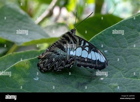 Blue Clipper Butterfly Aka The Clipper Butterfly At The Butterfly