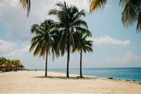 4752x3168 Tropical Holiday Palm Tree Tree Coconut Summer Amazing