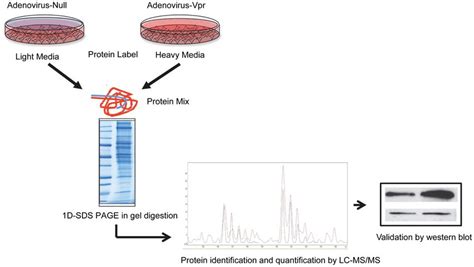 Experimental Strategy For Silac Based Proteomics Pma Differentiated