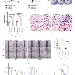 Rbbp Knockdown Promoted The Progression Of Melanoma In Vitro Cck