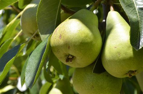 Leve repunte en la exportación de peras y manzanas de Río Negro y