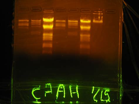 IMG 4628 Lambda DNA Digests Ligation Bruce Heyer Flickr