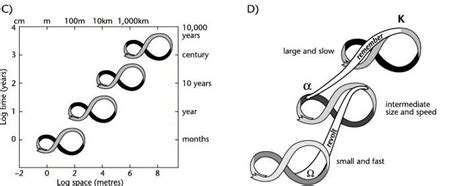 Ciclo Adaptativo De Los Sistemas Complejos Y Panarquía Fuente Download Scientific Diagram