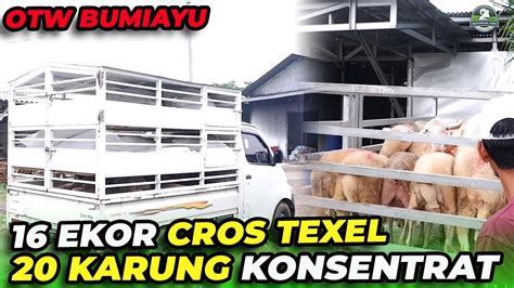 KIRIM 16 EKOR BETINA CROSS TEXEL F1 DORPER KE BUMIAYU YouTube