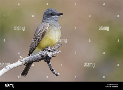 Cassin S Kingbird Tyrannus Vociferans Stock Photo Alamy