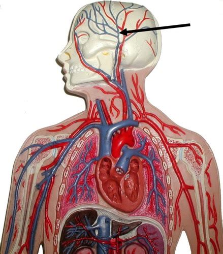 Palpating Superficial Pulse Points Flashcards Quizlet