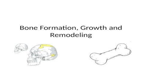 Bone Formation Growth And Remodeling Pptx Powerpoint