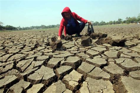 Dampak El Nino 115 Hektare Sawah Di Maros Kekeringan