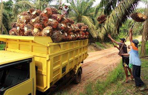 Harga Sawit Riau Rp Per Kg Media Perkebunan