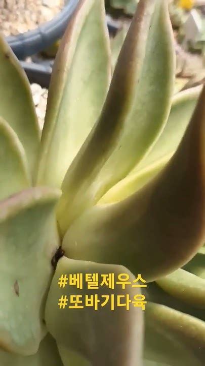 제우스 생장점없어짐 제우스 베텔제우스 다육식물 창 다육이키우기 Succulent 또바기다육 부산기장 Youtube