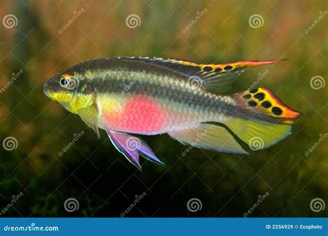 Kribensis (Purple Cichlid) Royalty Free Stock Images - Image: 2256929