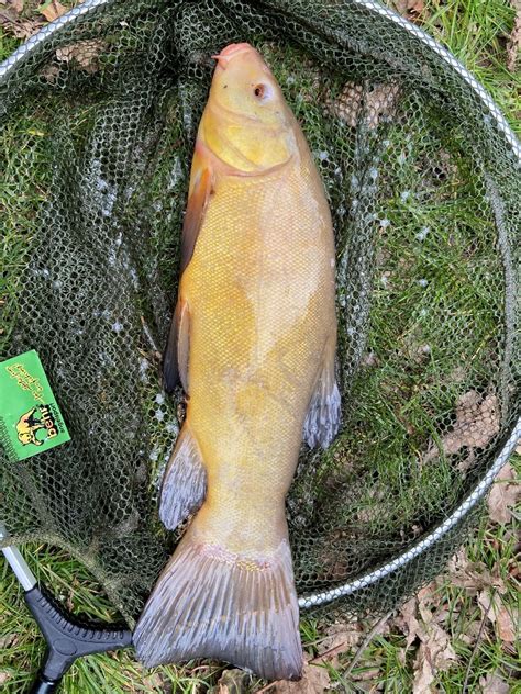 Fisch Des Jahres Schleie Fischereiverein Lathen Und Umgebung Ev