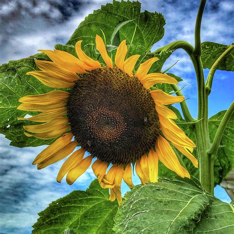 Giant Sunflower Photograph By William E Rogers Fine Art America