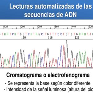 Docencia Microbiolog A Umh Identificaci N Por Biolog A Molecular