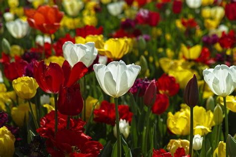 Como Plantar Tulipas Em Vasos Passos