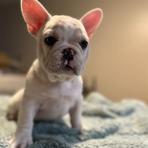 Adopt French Bulldog Puppies - Adopt Dogs & Cats on PuppiesNation