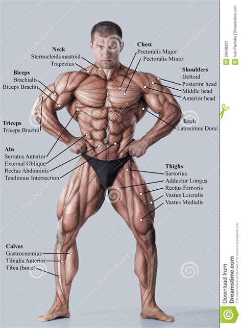 Photo about Anatomy of male muscular system - anterior view - full body ...