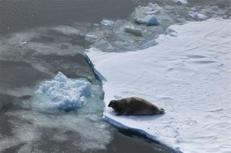 Polar Bears Hunt Seals Along Large Cracks In Sea Ice The Wildlife Society