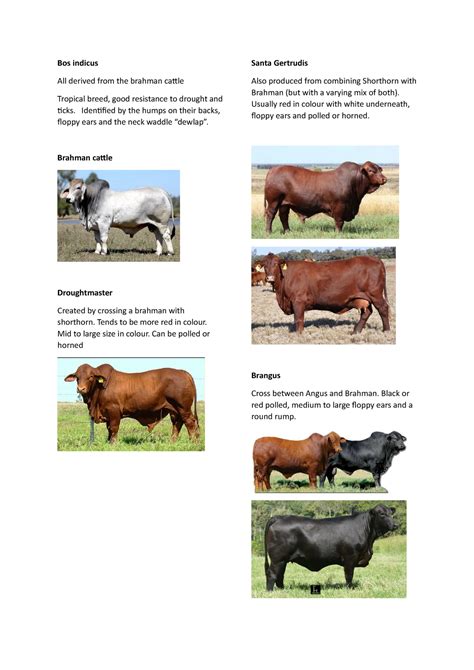 Cow Breeds Bos Indicus All Derived From The Brahman Cattle Tropical