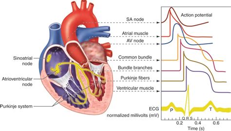 OLI Drawing Cardiac Conduction System And Action Potentials English