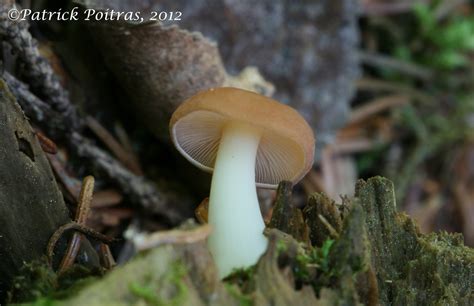 Gymnopus dryophilus Collybie du chêne Photographié le 22 Flickr