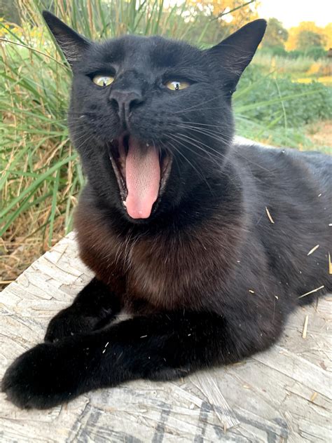 Coughing Cat Meme - 57+ Koleksi Gambar