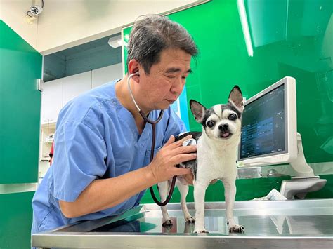 貓飼料疑引發低血鉀症釀民眾恐慌 獸醫師建議三面向全面把關食安