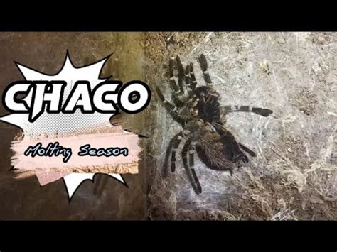 Tarantula Molting : Chaco Golden Knee (Time lapse) - YouTube