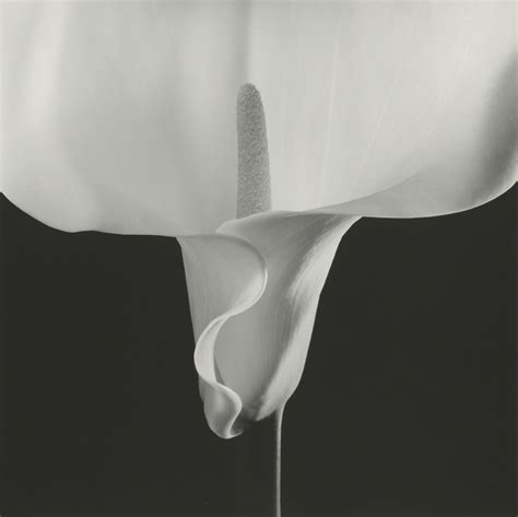 A Major Retrospective Proves Robert Mapplethorpe Is Americas Most