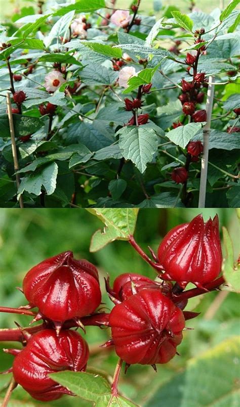 Planting and Growing Guide for Rosella (Rheum rhabarbarum)