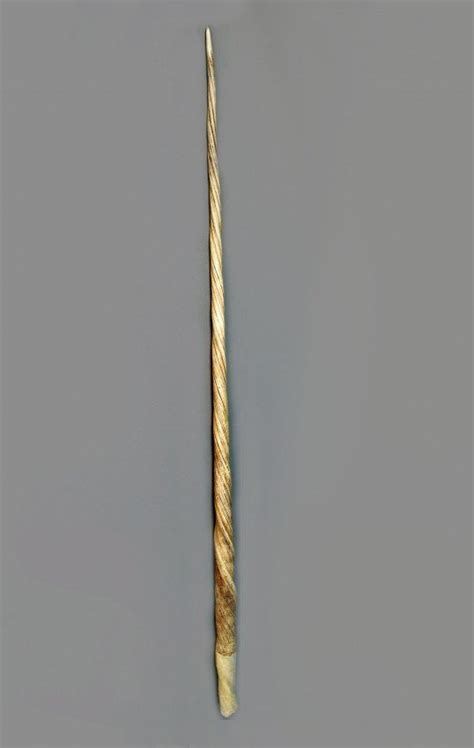 487: Narwhal Tusk * : Lot 487