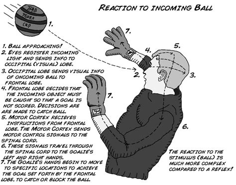 How To Improve Reaction Time Organic Iron