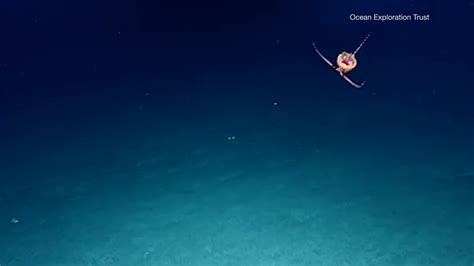 Rare Ocean Creature Spotted In Pacific Depths - Videos from The Weather ...