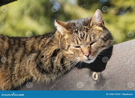 Cat On The Fence Stock Photo Image Of Relaxing Fence