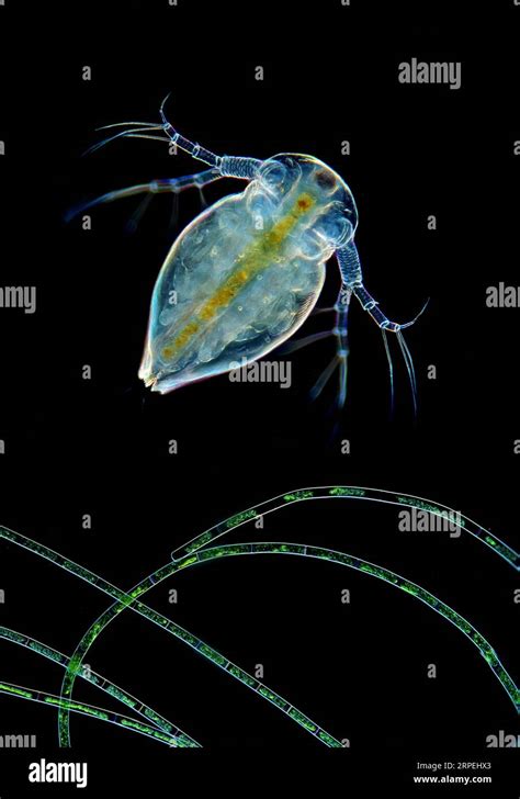 The image presents cladoceran in rare frontal view above filamntous ...