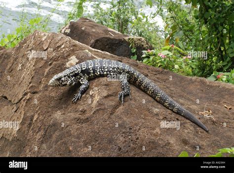 Blanco Y Negro Tegu Argentino Tupinambis Merianae Cataratas De