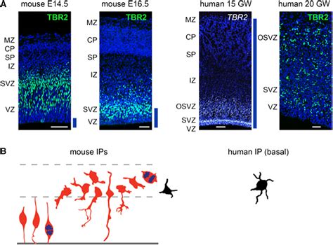 New Insights Into The Development Of The Human Cerebral Cortex Moln R