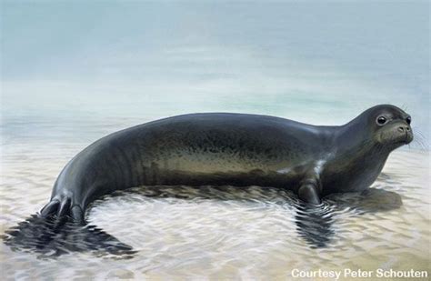 Gallery: The Caribbean Monk Seal