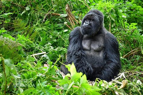 Fitness Guide for Gorilla - Unique Rwanda Vacation Experts