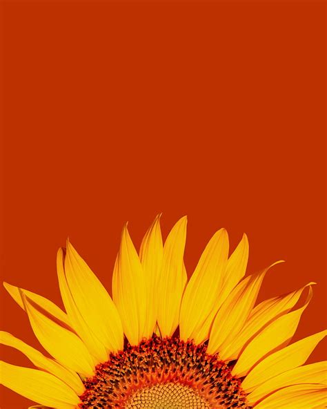 Sunflower Petals Yellow Macro HD Phone Wallpaper Peakpx