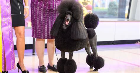 Meet Siba! Westminster Dog Show’s top winner joins TODAY live