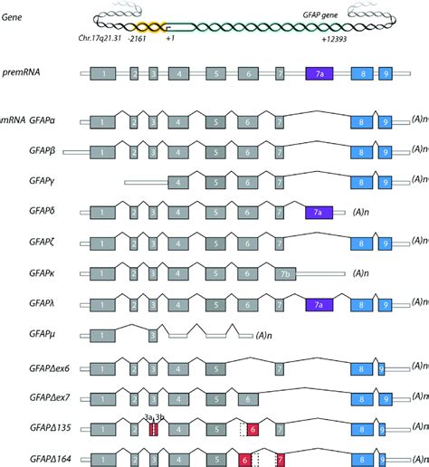 The GFAP Gene PremRNA And Alternative Splice Variants White