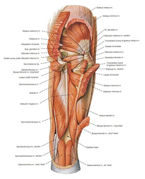 Groin Muscle Anatomy - Groin Muscles Diagram Anatomy Of Groin Muscles ...