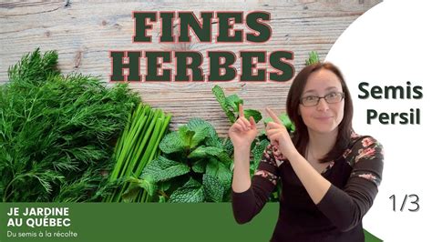 Fines Herbes Mes Trucs Pour Semer Le Persil YouTube