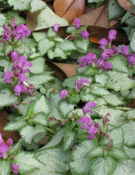 Lamium maculatum - Sunny Valley Farms