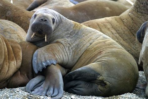 Baby Arctic Walrus