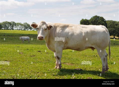 Belgian Blue Cattle Hi Res Stock Photography And Images Alamy