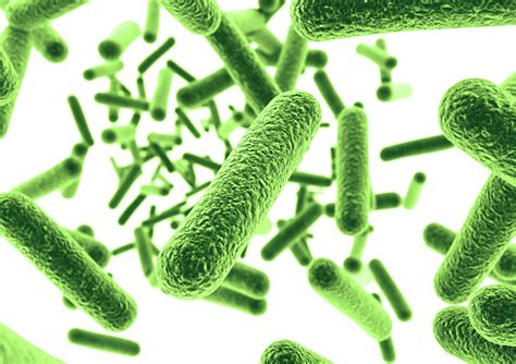 As Bacterias Sao Microrganismos Formados Por Uma Unica Celula - Bacterias Verdes Foto de stock y más banco de imágenes de Amoldar ...